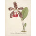Reproduktion des Gemäldes Sammlung von Orchideen Pl07 - Anonym