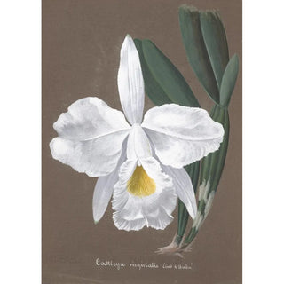 Anonymous - Collection dorchidees Pl27.webp