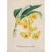Reproduktion des Gemäldes Sammlung von Orchideen Pl32 - Anonym