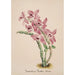Reproduktion des Gemäldes Sammlung von Orchideen Pl41 - Anonym