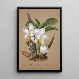 Anonymous - Collection dorchidees Pl42.webp