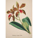 Sammlung von Orchideen Pl47 - Anonym — Ansicht des Kunstwerks