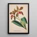 Sammlung von Orchideen Pl47 - Anonym — gerahmtes Bild an der Wand