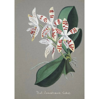 Anonymous - Collection dorchidees Pl58.webp