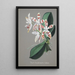 Sammlung von Orchideen Pl58 - Anonym — gerahmtes Bild an der Wand