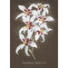 Sammlung von Orchideen Pl64 - Anonym — Ansicht des Kunstwerks
