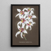 Sammlung von Orchideen Pl64 - Anonym — gerahmtes Bild an der Wand
