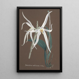 Anonymous - Collection dorchidees Pl65.webp