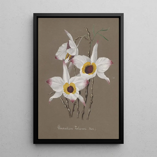 Anonymous - Collection dorchidees Pl68.webp