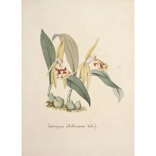 Anonymous - Collection dorchidees Pl69.webp