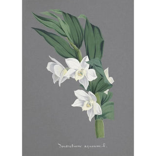 Anonymous - Collection dorchidees Pl75.webp