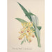 Sammlung von Orchideen Pl84 - Anonym — Ansicht des Kunstwerks