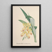 Sammlung von Orchideen Pl84 - Anonym — gerahmtes Bild an der Wand