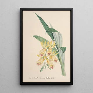 Anonymous - Collection dorchidees Pl84.webp