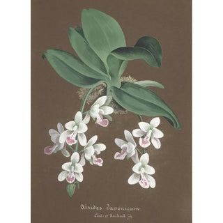 Anonymous - Collection dorchidees Pl86.webp