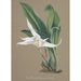 Sammlung von Orchideen Pl90 - Anonym — Ansicht des Kunstwerks