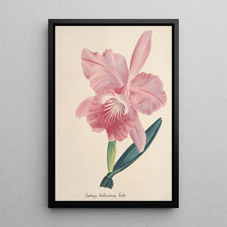 Anonymous - Collection dorchidees Pl98.webp