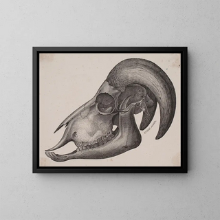 Anonymous - Dyrekranie med horn.webp