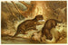 Loutre d'Europe - Anonyme — Ansicht des Kunstwerks