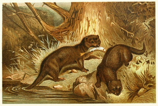 Anonymous - European Otter.webp