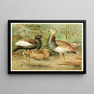 Anonymous - Florican and Macqueens Bustard.webp