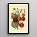 Fragaria Amanda - Anonym — gerahmtes Bild an der Wand