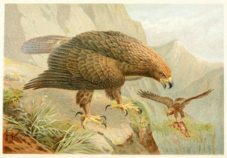 Anonymous - Golden Eagle.webp