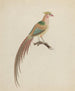 Goldfasan Chrysolophus pictus - Anonym — Ansicht des Kunstwerks