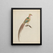 Goldfasan Chrysolophus pictus - Anonym — gerahmtes Bild an der Wand
