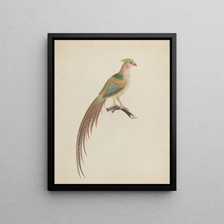 Anonymous - Golden Pheasant Chrysolophus pictus.webp