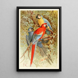 Anonymous - Macaws.webp