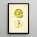 Malus domestica - Anonym — gerahmtes Bild an der Wand
