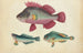 Ein rosa Fisch, zwei grüne Fische - Anonym — Ansicht des Kunstwerks