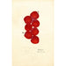 Prunus domestica Coletto - Anonym — Ansicht des Kunstwerks