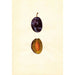 Prunus domestica Stanley - Anonym — Ansicht des Kunstwerks