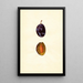 Prunus domestica Stanley - Anonym — gerahmtes Bild an der Wand