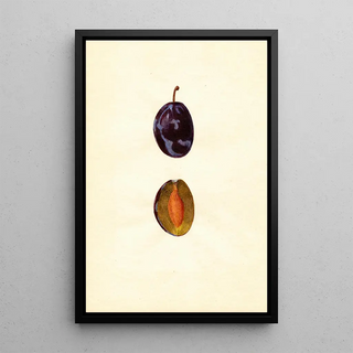 Anonymous - Prunus domestica Stanley.webp