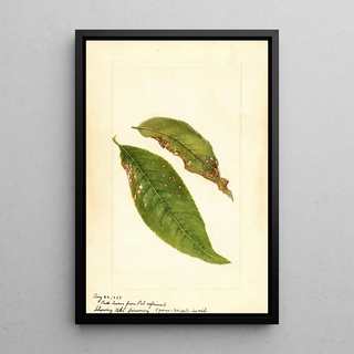 Anonymous - Prunus persica.webp