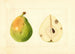 Pyrus communis - Anonym — Ansicht des Kunstwerks