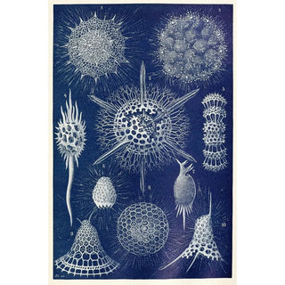 Anonymous - Radiolarians.webp