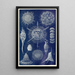 Radiolaires - Anonym — gerahmtes Bild an der Wand
