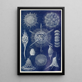 Anonymous - Radiolarians.webp