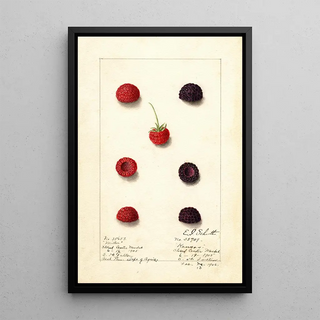 Anonymous - Rubus.webp
