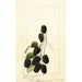 Rubus Americus - Anonym — gerahmtes Bild an der Wand