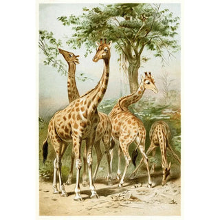 Anonymous - South African Giraffes.webp