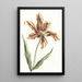 Tulpe - Anonym — gerahmtes Bild an der Wand