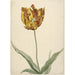 Reproduktion des Gemäldes Tulpe - Anonym