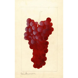 Anonymous - Vitis.webp