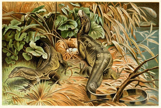 Anonymous - Watermonitors robbing a nest.webp