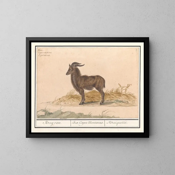 Blumenstrauß der Alpen - Anselmus Botius de Boodt — gerahmtes Bild an der Wand